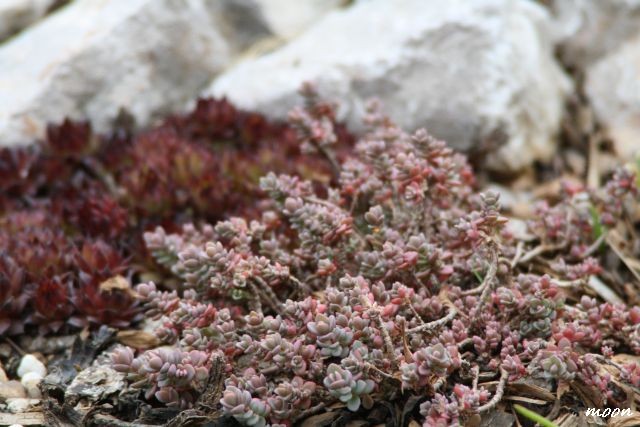 sedum